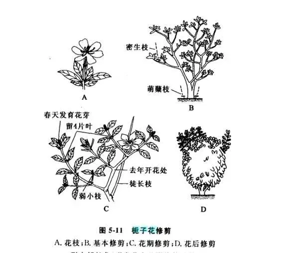 栀子花怎么修叶子？