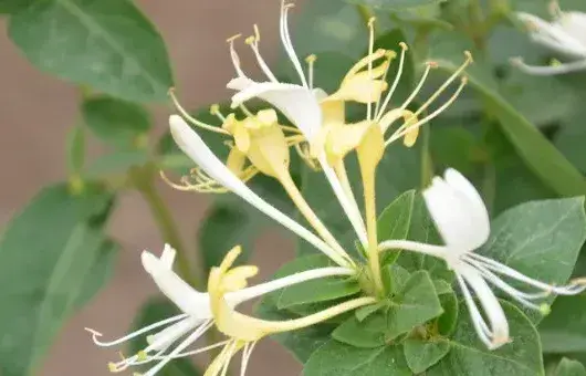 金银花和菊花的区别