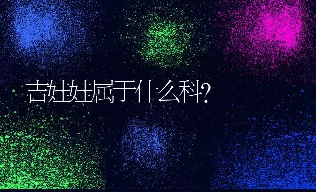 吉娃娃属于什么科？ | 多肉养殖