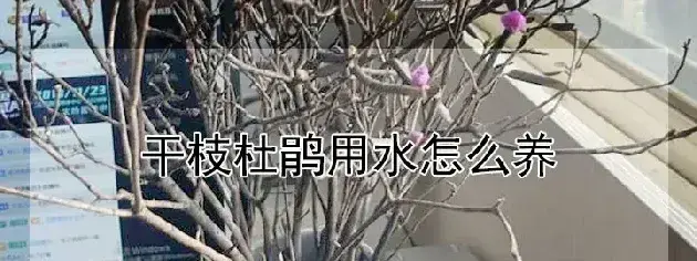 干枝杜鹃用水怎么养