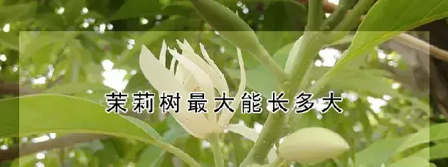 茉莉树最大能长多大