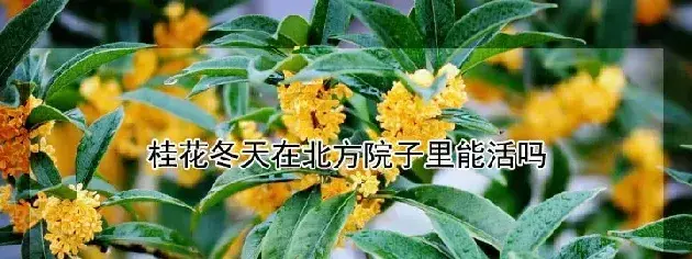 桂花冬天在北方院子里能活吗