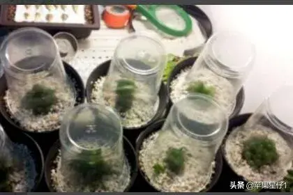 多肉植物玉露怎么养爆盆？