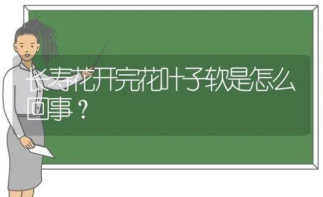 长寿花开完花叶子软是怎么回事？ | 多肉养殖