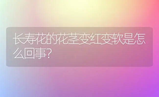 长寿花的花茎变红变软是怎么回事？ | 多肉养殖