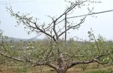 红富士苹果修剪的4大误区 种好苹果不误事