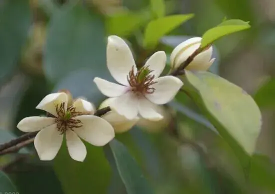 含笑花花语有哪些？