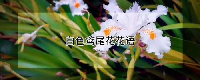 白色鸢尾花花语