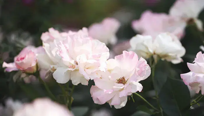 白色月季花语 白色月季花语象征与寓意