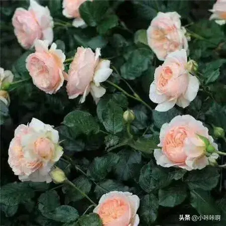 玖瑰花的意思？