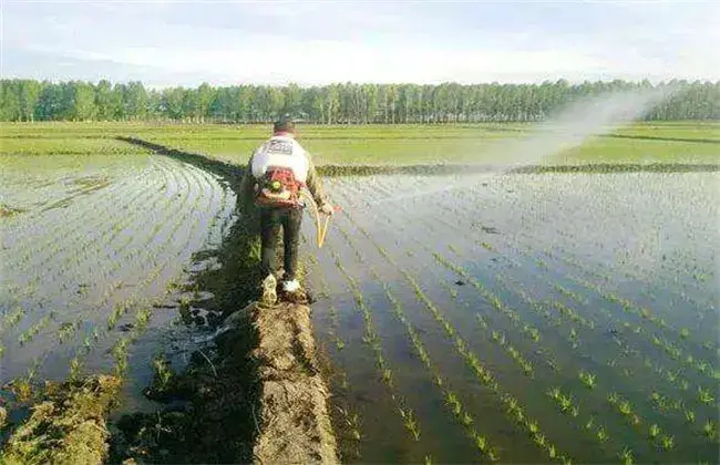 怎样缩短水稻缓慢期