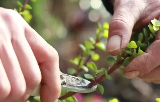 盆栽修剪 | 金枝玉叶应该怎样修剪整理枝条