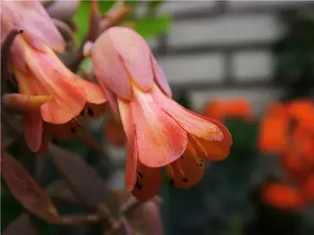 玉吊钟的花语有哪些？