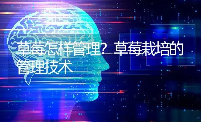 草莓怎样管理？草莓栽培的管理技术 | 果木种植