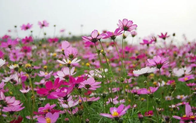 格桑花的花语和寓意，格桑花到底是什么