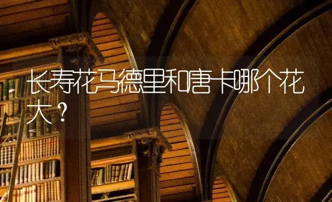 长寿花马德里和唐卡哪个花大？ | 多肉养殖