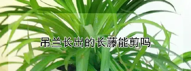 吊兰长出的长藤能剪吗