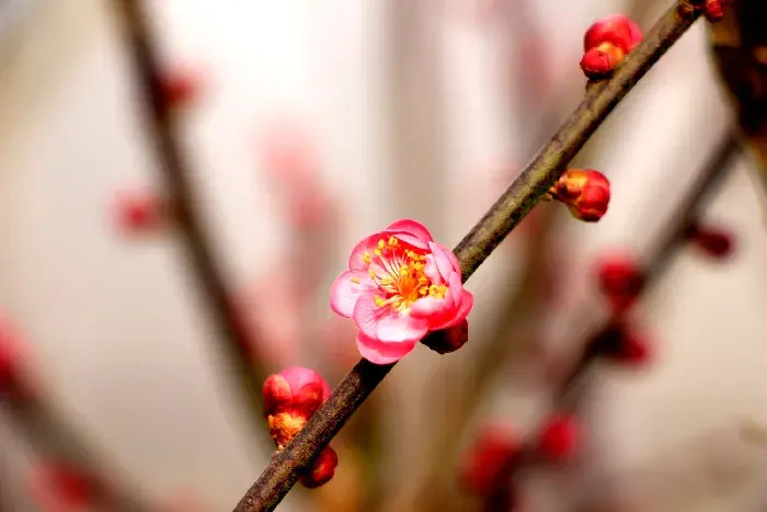 红梅的花语和寓意