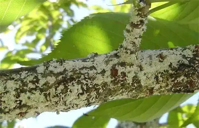 椪柑常见病虫害防治和治疗