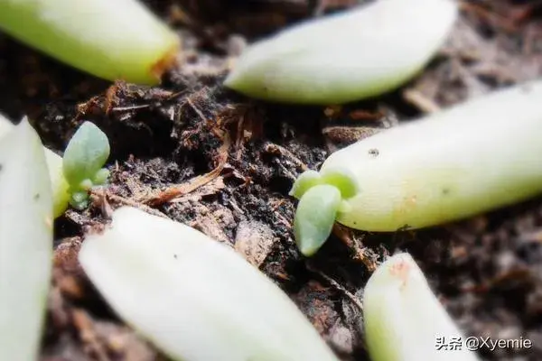 怎样叶插多肉植物千佛手？