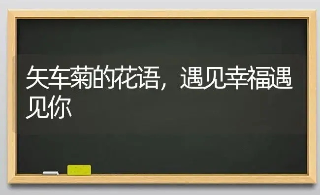 矢车菊的花语，遇见幸福遇见你 | 绿植寓意