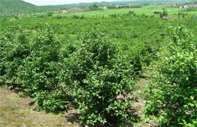 油茶高产种植要点