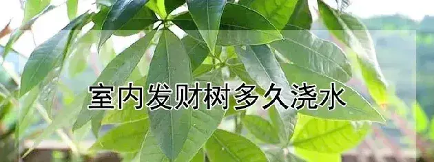 室内发财树多久浇水