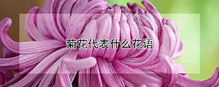 菊花代表什么花语