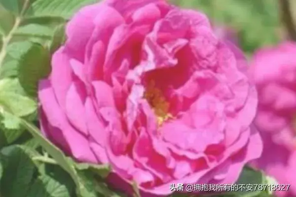 玫瑰老桩发芽后怎么养？