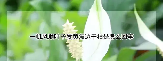 一帆风顺叶子发黄焦边干枯是怎么回事