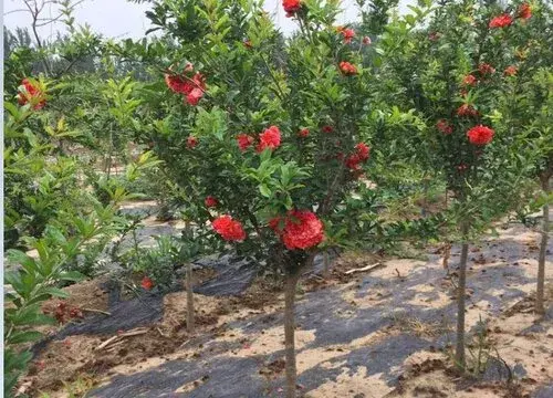 石榴花花语代表什么意思？