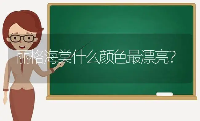 丽格海棠什么颜色最漂亮？ | 绿植常识