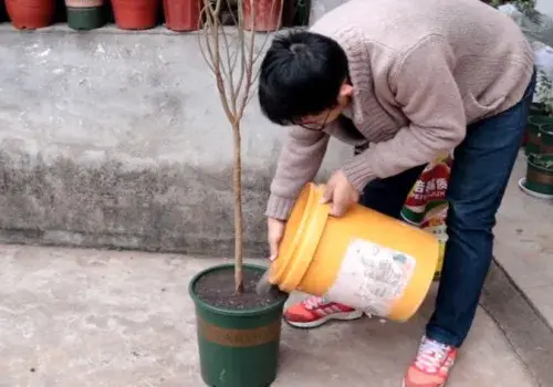 花卉果蔬盆景 | 裸根不带土的石榴树怎么栽