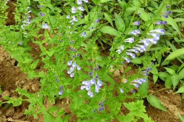 黄芩种植前景如何，附采收时间