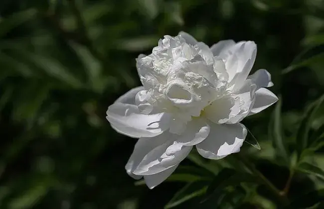 芍药常见的病害与处理方式