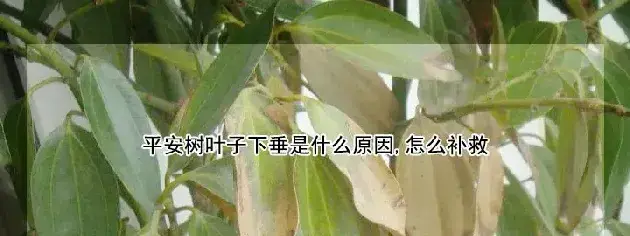 平安树叶子下垂是什么原因,怎么补救