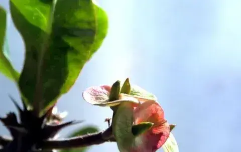 室内不适合养的花卉