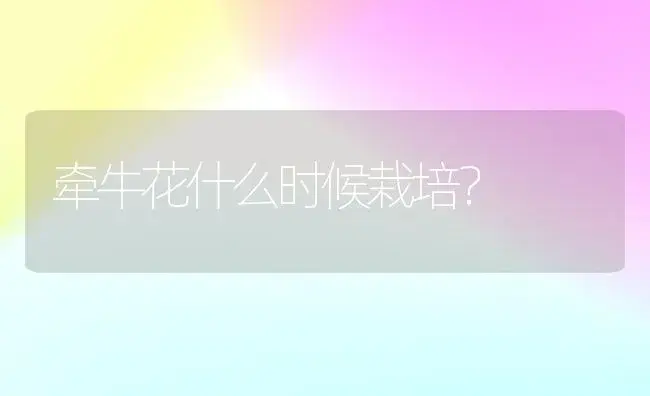 牵牛花什么时候栽培？ | 家庭养花