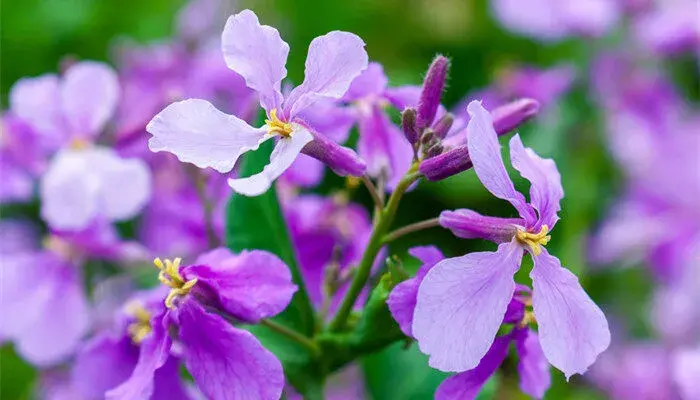 二月兰花语 二月兰花语和寓意