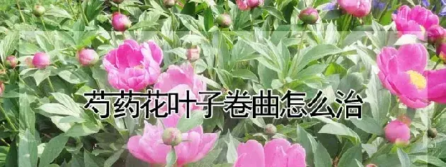 芍药花叶子卷曲怎么治