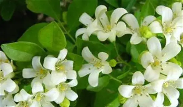 七里香花图片和花语 七里香怎么养