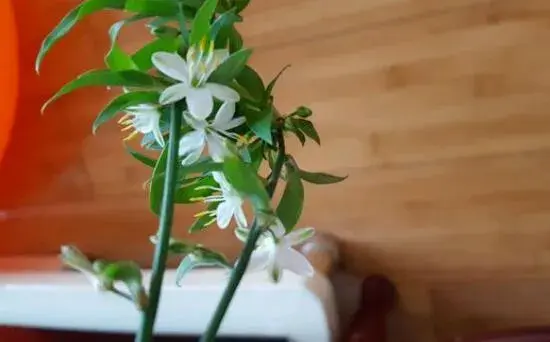 青叶吊兰会开花吗，青叶吊兰花语和传说/6月开花开到8月