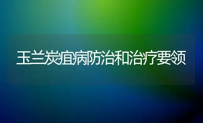 玉兰炭疽病防治和治疗要领 | 家庭养花