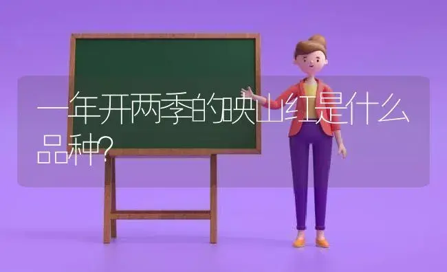 一年开两季的映山红是什么品种？ | 绿植常识