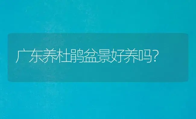 广东养杜鹃盆景好养吗？ | 绿植常识