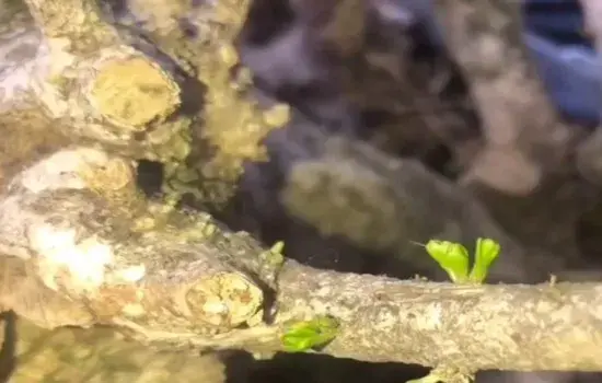 盆景养护管理 | 下山桩不发芽怎么办 这样逼芽不缠膜也能出芽