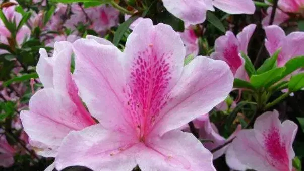 粉色杜鹃花语是什么，坚韧乐观的心态