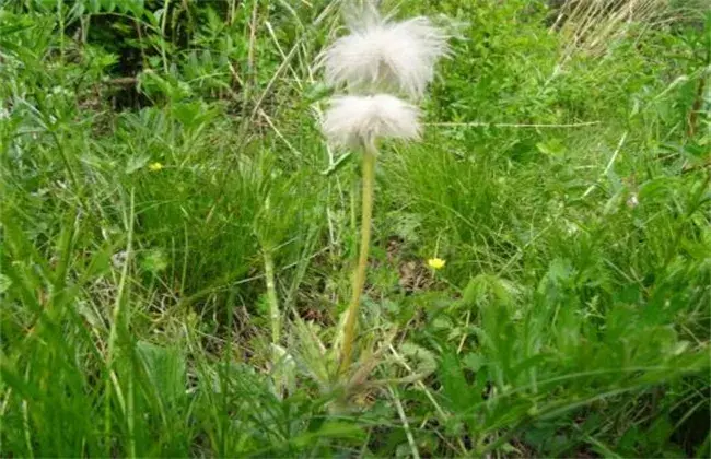 白头翁的栽培办法