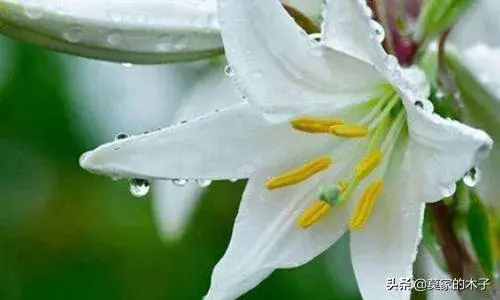 水养百合花的养护技巧？