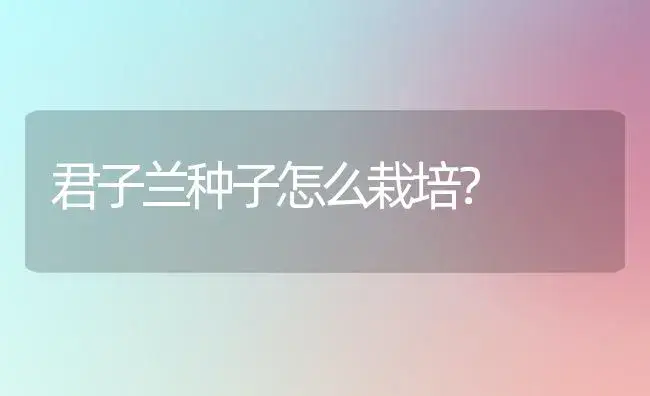 君子兰种子怎么栽培？ | 家庭养花